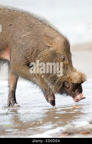 Malaysia, stato di Sarawak, Bako National Park, Bornean barbuto maiale (Sus barbatus), sulla spiaggia Foto Stock