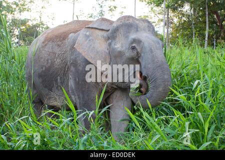 Malaysia Sabah Stato fiume Kinabatangan Borneo elefante o Borneo elefante pigmeo (Elephas maximus borneensis) subspieces di Foto Stock