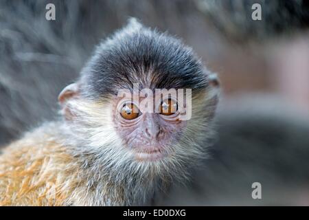 Malaysia Sabah Stato Labuk Bay lutung argenteo o foglia argentata di scimmia o il langur argenteo o foglia argento monkey Foto Stock