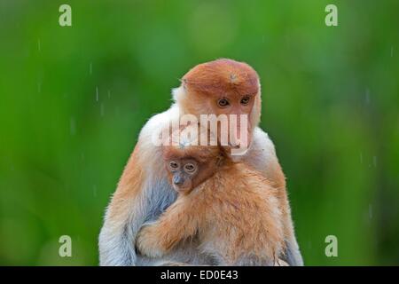 Malaysia Sabah Stato, Labuk Bay, proboscide di scimmia o a becco lungo (scimmia Nasalis larvatus), femmina adulti e baby Foto Stock