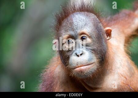 Malaysia Sabah Stato Sandakan Sepilok Orang Utan il Centro di Riabilitazione Northeast Bornean orangutan (Pongo pygmaeus morio) giovani Foto Stock