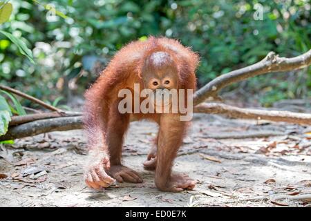 Malaysia Sabah Stato Sandakan Sepilok Orang Utan il Centro di Riabilitazione Northeast Bornean orangutan (Pongo pygmaeus morio) giovani Foto Stock