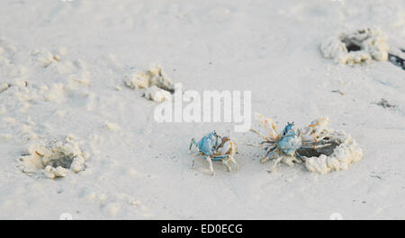 Filippine, blu granchi sulla spiaggia Foto Stock