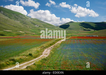 L'Italia, l'Umbria, il Parco Nazionale dei Monti Sibillini, sentiero tra i colori Foto Stock