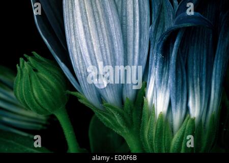 Caduta sul fiore bianco Foto Stock