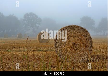 Balle di fieno in un campo, Frisia orientale, Bassa Sassonia, Germania Foto Stock