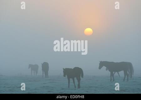 Cavalli camminando per misty meadow, Frisia orientale, Germania Foto Stock