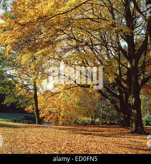 Bramall Hall Park in autunno, Bramhall, Stockport, Greater Manchester, Inghilterra, Regno Unito Foto Stock