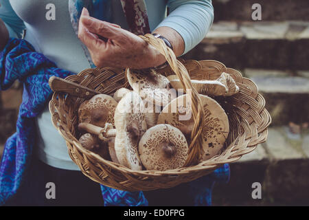 Donna anziana che tiene il cesto dei funghi del parasolo appena raccolti Foto Stock