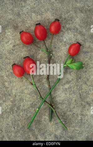 Sei rosso ceroso cinorrodi su tre steli di rosa canina o Rosa canina giacente sulla scheda di antiquariato Foto Stock