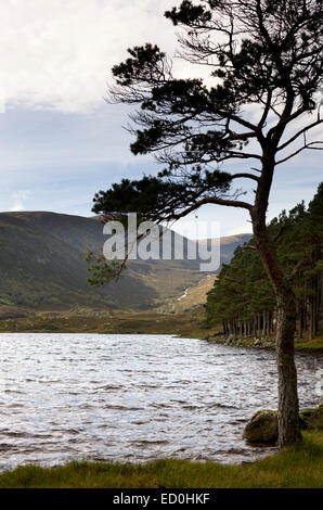 Un Lone Pine si erge a bordo delle acque incorniciare una vista del Loch Muick ad ampio Cairn e le cascate di Allt e Dubh Loch Foto Stock