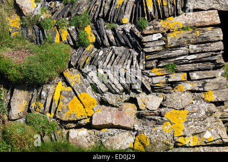 Close up dettaglio di una pietra a secco della Cornovaglia parete in ardesia con licheni e altre piante su un Cornish sentiero costiero. Foto Stock