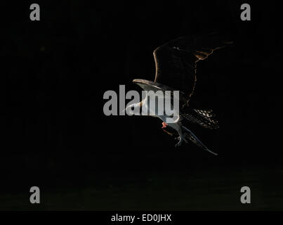 Osprey con il pesce, ha appena mangiato la testa prima di portare la preda al suo partner, al Placida Fishing Pier, Florida Foto Stock