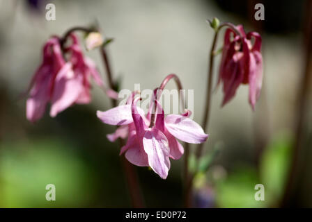 Aquilegia vulgaris, aquilegia alpina, nonna cofano in crescita in un giardino scozzese nel Parco Nazionale di Cairngorms Foto Stock