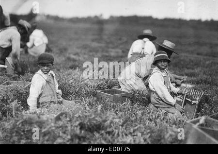 Arthur Fernande, detto 8 anni, mirtilli rossi di prelievo a mano, e fratello Charlie ha detto che lui era 9 alla raccolta con un cucchiaio. Ha detto che il lavoro da 9 fino a 5. Wareham, Massa, Settembre 1911 Foto Stock