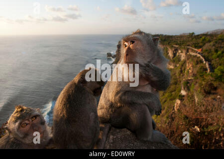 Le scimmie lungo le scogliere accanto all'Ulu Watu tempio Pura Luhur. Bali. Uluwatu Temple è un tempio indù impostato sulla scogliera in banca Foto Stock