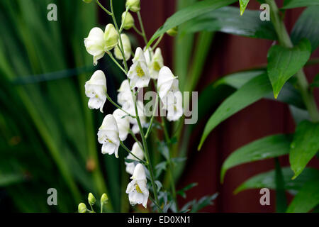 Aconitum lycoctonum syn septentrionale Ivorine fiori bianchi Fiori wolfsbane settentrionale cappa monaci velenosi floreale RM Foto Stock
