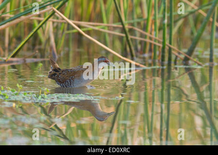 Baillon's (crake Porzana pusilla) adulto Foto Stock