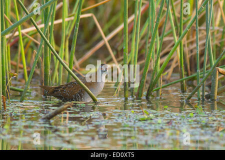 Baillon's (crake Porzana pusilla) adulto Foto Stock