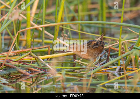 Baillon's (crake Porzana pusilla) capretti Foto Stock