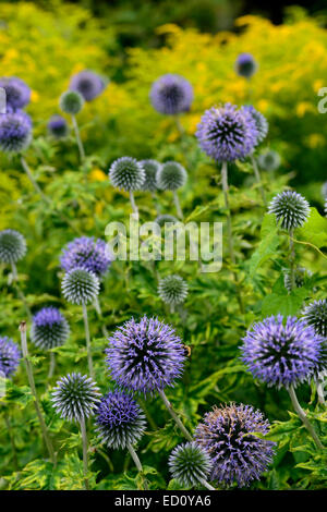 Echinops ritro veitchs globe thistle fiore giallo blu fiori perenni Piante perenni miste floreale RM Foto Stock