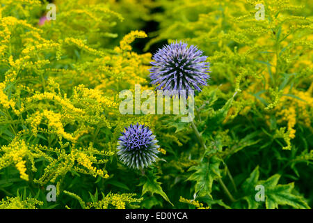 Echinops ritro veitchs globe thistle fiore giallo blu fiori perenni Piante perenni miste floreale RM Foto Stock