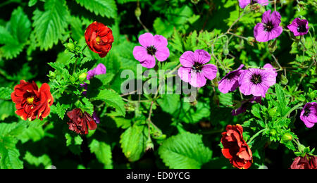 Geum chiloense mrs bradshaw geranium psilostemon rosa rosso fiore fiori piante schema impianto misto perennials mix floreale RM Foto Stock