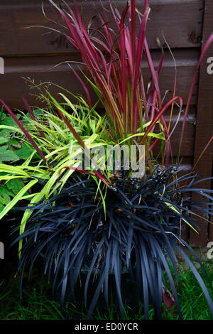 Hakonechloa macra aureola imperata cylindrica red baron ophiopogon planiscapus Nigrescens impianti misti di piantare contenitore pot Foto Stock