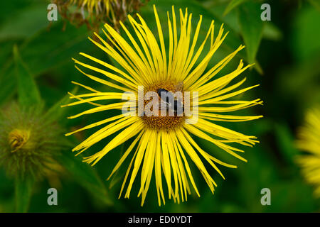 Inula helenium enula cavallo-guarire Marchalan fiore giallo la fioritura delle piante medicinali perenne bee floreale RM Foto Stock