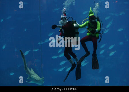 Singapore, Singapore, Singapore. 24 dicembre, 2014. I visitatori del sud-est asiatico (SEA) Acquario di resorts World Sentosa guardare di un subacqueo che vestiti da Babbo Natale. La prestazione di ieri era parte dell'acquario di celebrazioni di Natale. Visitatori all'acquario può raggiungere Santa in azione per tre volte al giorno all'oceano habitat. © Afriadi Hikmal/ZUMA filo/Alamy Live News Foto Stock