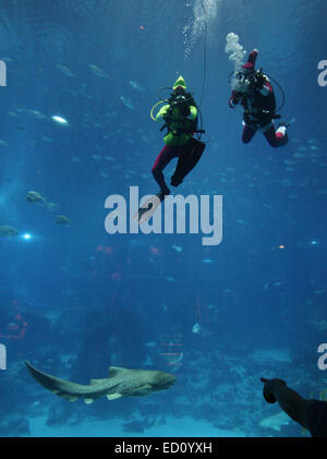 Singapore, Singapore, Singapore. 24 dicembre, 2014. I visitatori del sud-est asiatico (SEA) Acquario di resorts World Sentosa guardare di un subacqueo che vestiti da Babbo Natale. La prestazione di ieri era parte dell'acquario di celebrazioni di Natale. Visitatori all'acquario può raggiungere Santa in azione per tre volte al giorno all'oceano habitat. © Afriadi Hikmal/ZUMA filo/Alamy Live News Foto Stock