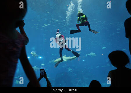 Singapore, Singapore, Singapore. 24 dicembre, 2014. I visitatori del sud-est asiatico (SEA) Acquario di resorts World Sentosa guardare di un subacqueo che vestiti da Babbo Natale. La prestazione di ieri era parte dell'acquario di celebrazioni di Natale. Visitatori all'acquario può raggiungere Santa in azione per tre volte al giorno all'oceano habitat. © Afriadi Hikmal/ZUMA filo/Alamy Live News Foto Stock