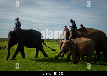 Elephant i custodi adottino i loro elefanti sul terreno di alimentazione in modo Kambas National Park, Indonesia. Foto Stock