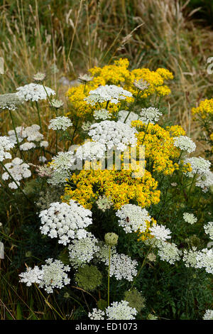 Selinum tenuifolium syn wallichianum Senecio jacobaea bianco latte prezzemolo erba tossica comune Jacobea Staggerwort piante floreali RM Foto Stock