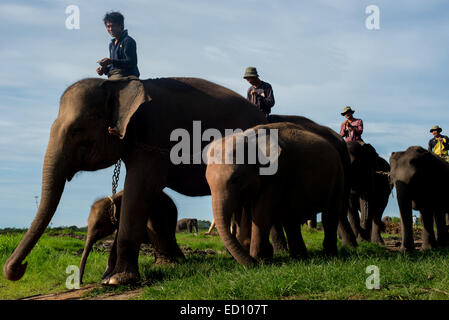 Elephant i custodi adottino i loro elefanti sul terreno di alimentazione in modo Kambas National Park, Indonesia.