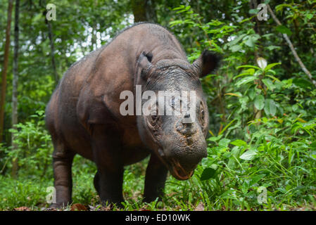 Rinoceronte di Sumatra Bina (femmina) a Sumatra santuario di Rhino, modo Kambas Parco Nazionale. Foto Stock