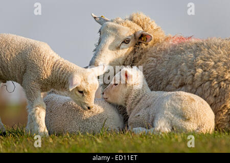 Pecora con animali giovani, Frisia settentrionale, Schleswig-Holstein, Germania, Europa Foto Stock