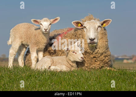 Pecora con animali giovani, Frisia settentrionale, Schleswig-Holstein, Germania, Europa Foto Stock