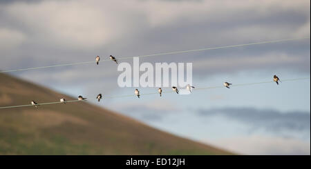 Giovani al primo anno rondini e casa martins raccogliere sui fili del telegrafo in preparazione per il tempo di volo a sud Foto Stock