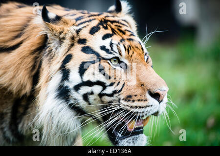 La tigre di Sumatra (Panthera tigris sumatrae) è una rara sottospecie di tigre che abita l isola indonesiana di Sumatra. Foto Stock