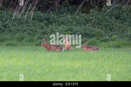 Unione marrone (Comune) Lepri- Lepus europaeus. Foto Stock