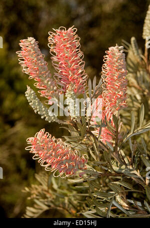 Grappolo di fiori di colore rosa, boccioli e foglie di Grevillea 'Rosa sorpresa' , un australiano vegetale nativo, contro uno sfondo scuro Foto Stock