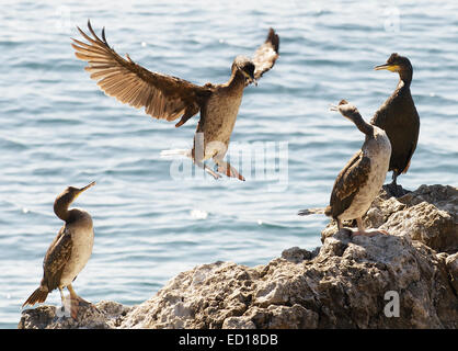 Inquadratura orizzontale di tre uccelli in appoggio sulla riva del mare e un'anatra in volo. Foto Stock