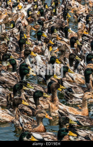 Il Kerala, India - allevamento anatra sul fiume Pamba delta vie navigabili e risaie. Grandi stormi di anatre allevate in commercio. Foto Stock