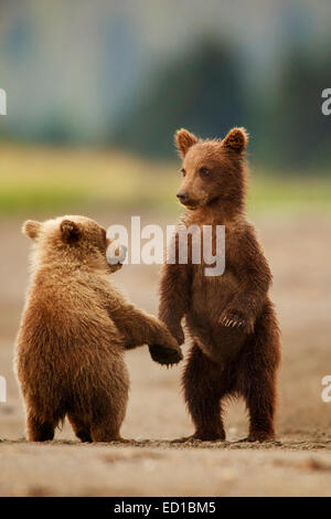 Un marrone o Orso grizzly, il Parco Nazionale del Lago Clark, Alaska. Foto Stock