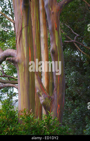 Colorato di alberi di eucalipto lungo la Hana Highway, Maui, Hawaii. Foto Stock