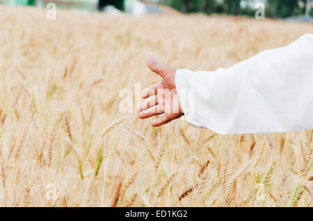 1 uomo vecchio maso grano raccolto desiderio Foto Stock