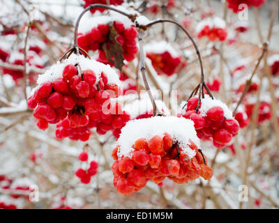 Red Viburnum bacche ricoperta di neve soffice . Foto Stock