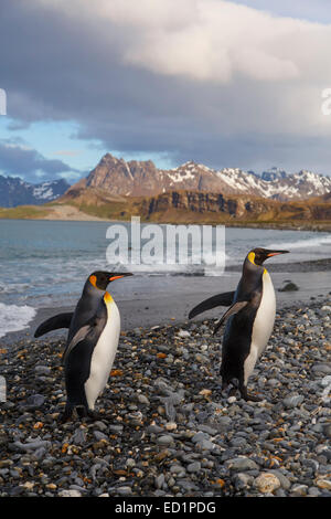 Re pinguini (Aptenodytes patagonicus) sulla Piana di Salisbury, Georgia del Sud, l'Antartide. Foto Stock