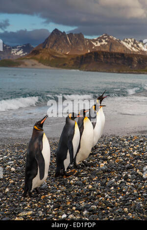 Re pinguini (Aptenodytes patagonicus) sulla Piana di Salisbury, Georgia del Sud, l'Antartide. Foto Stock